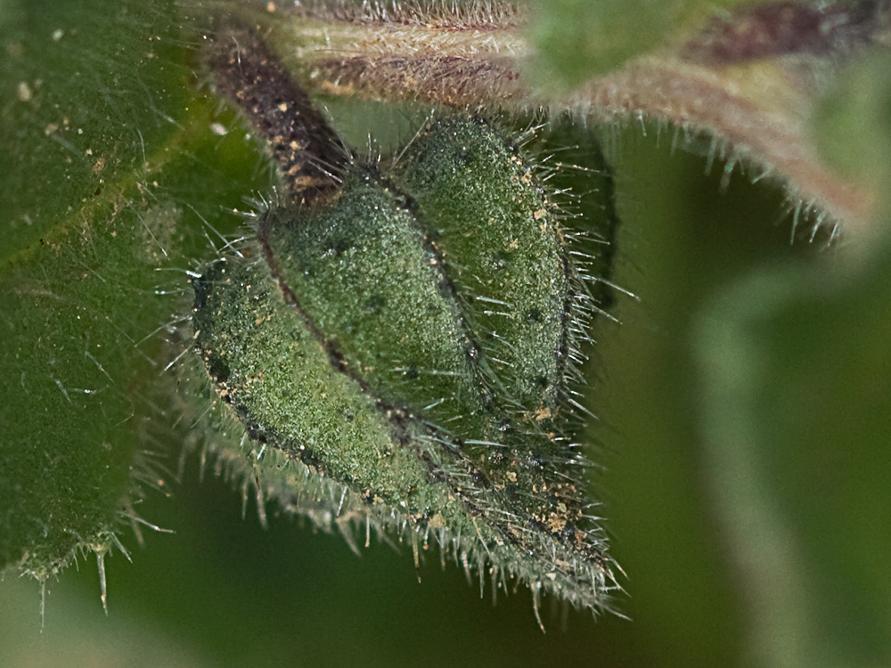 Nonea micrantha