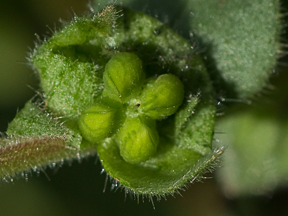 Nonea micrantha