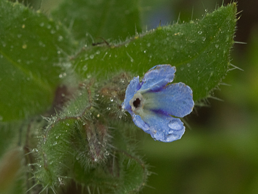 Nonea micrantha