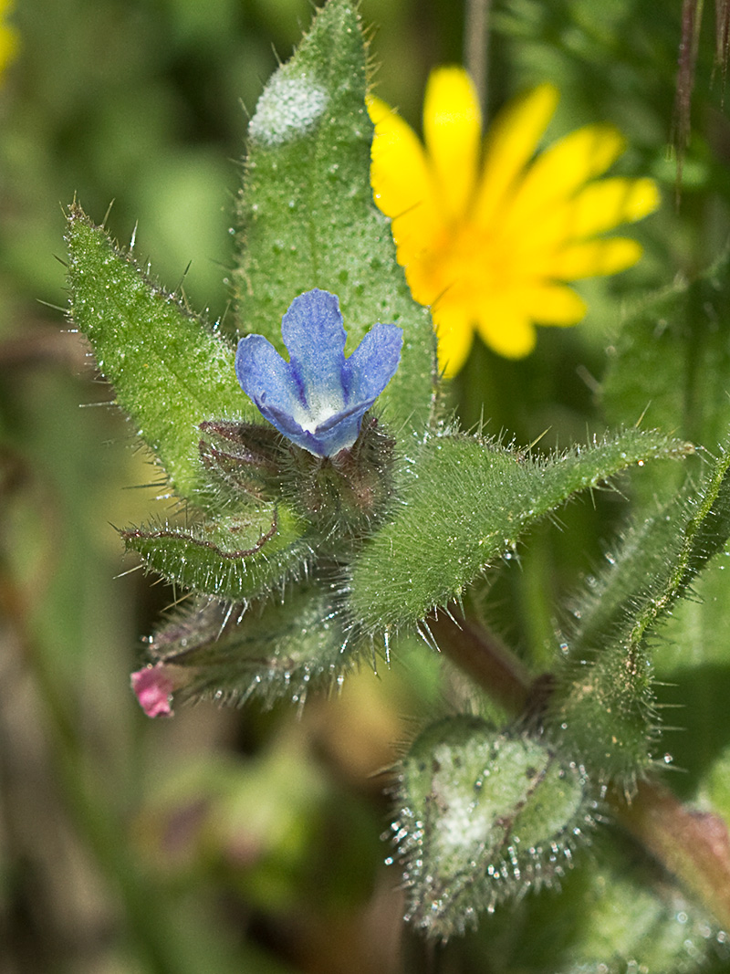 Nonea micrantha