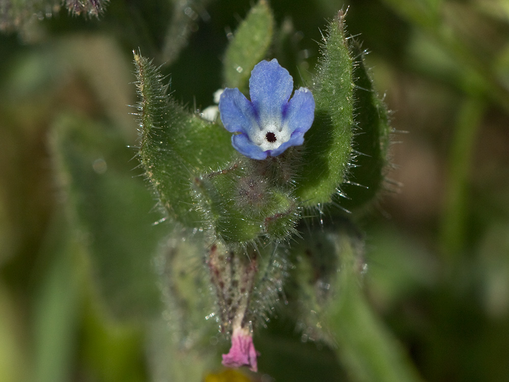 Nonea micrantha