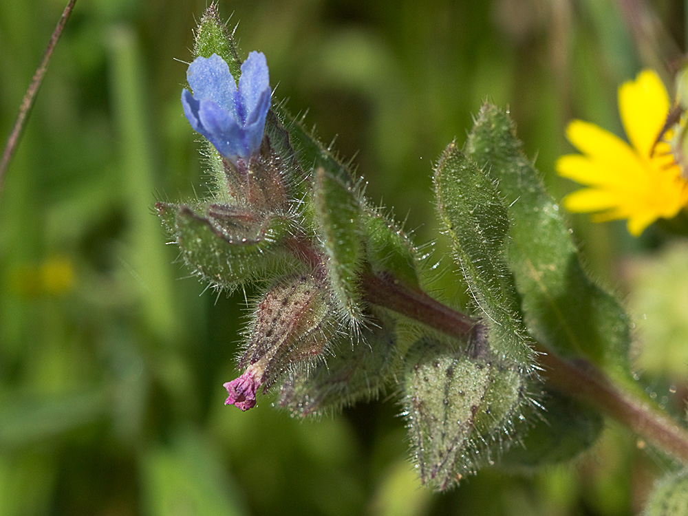Nonea micrantha