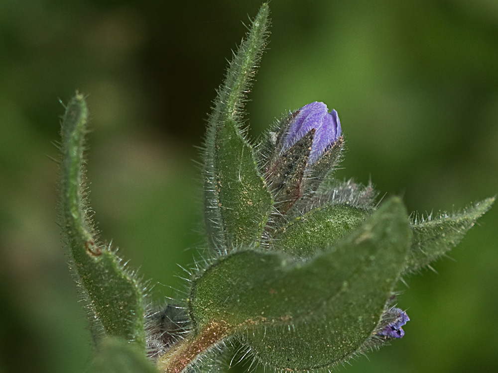 Nonea micrantha
