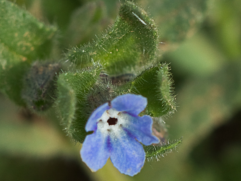 Nonea micrantha