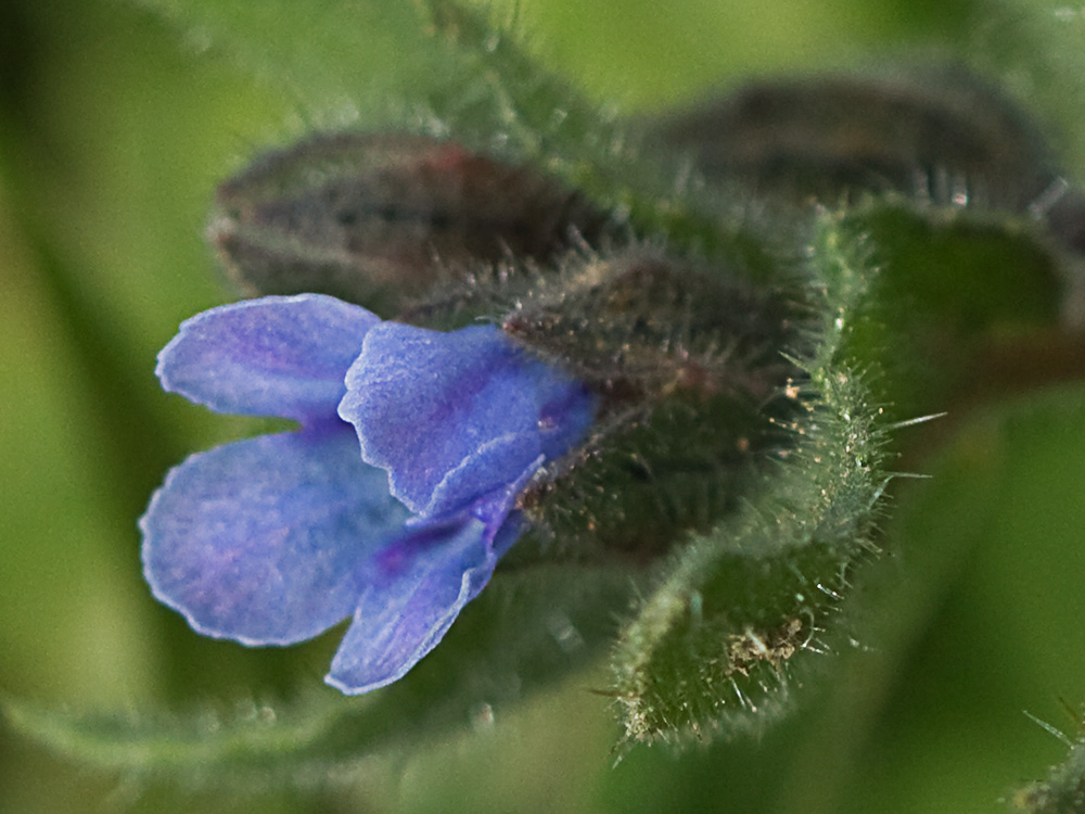 Nonea micrantha