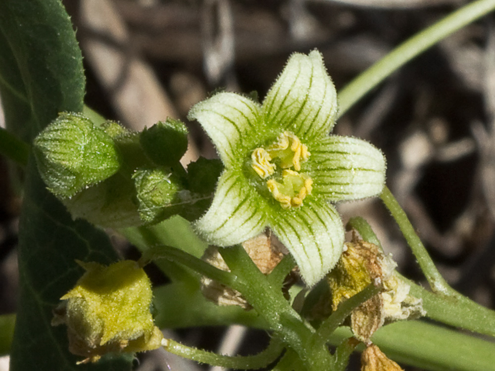 Nueza (Bryonia dioica)