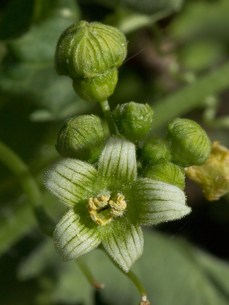 Nueza (Bryonia dioica)