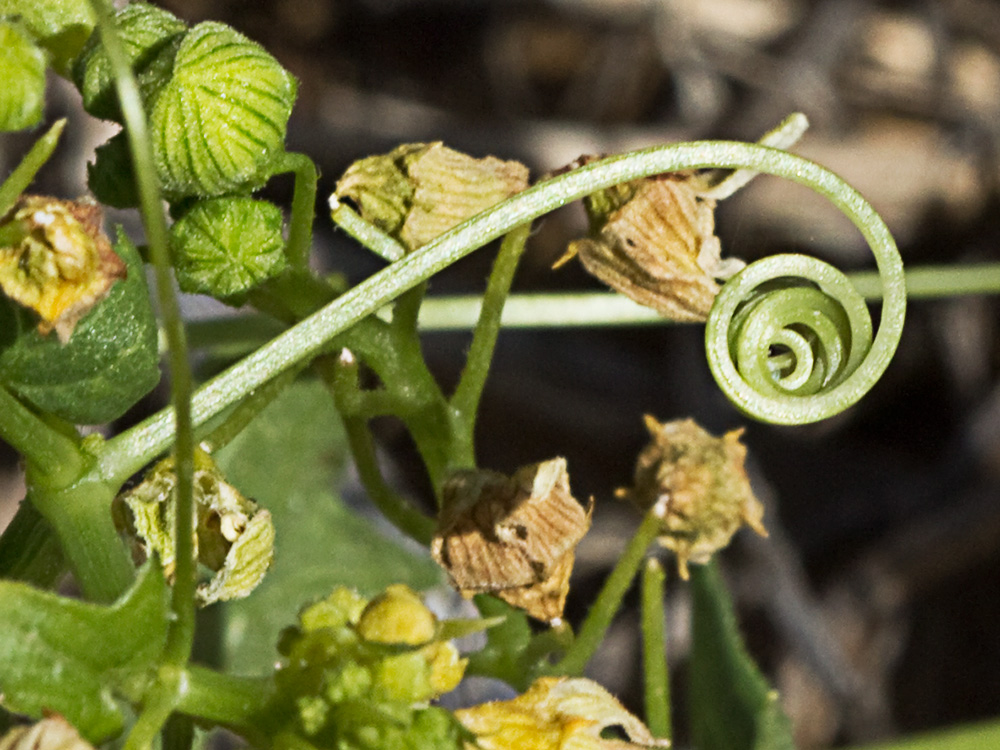 Zarzillo enrollado en forma de espiral de la Nueza (Bryonia dioica)