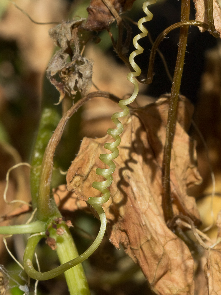 Zarzillo enrollado en forma de muelle de la Nueza Nueza (Bryonia dioica)
