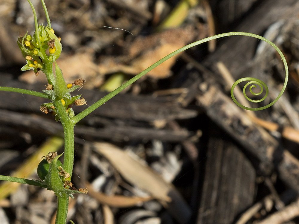 Zarzillo enrollado en forma de espiral de la Nueza (Bryonia dioica)
