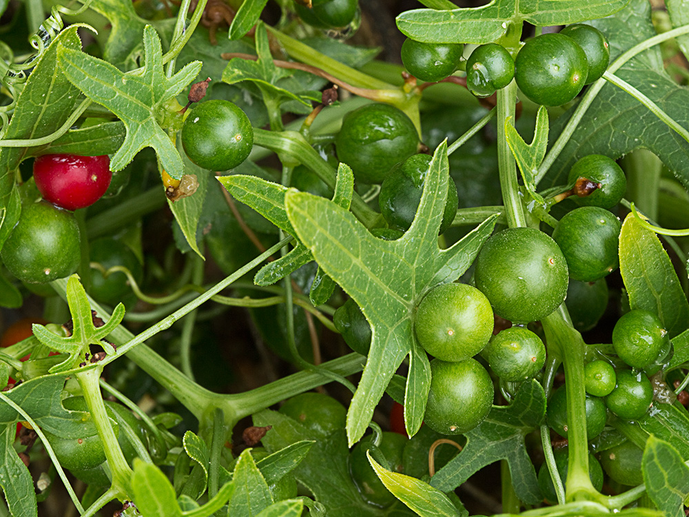 Nueza (Bryonia dioica)