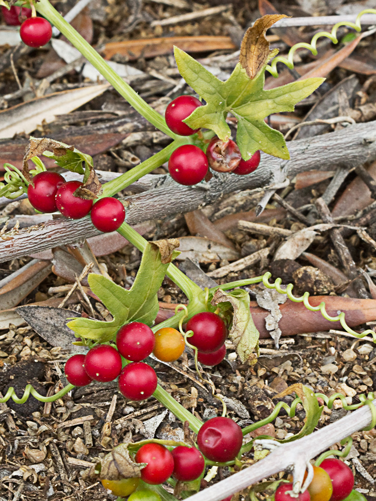 Nueza (Bryonia dioica)
