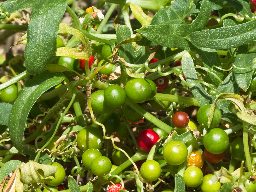 Nueza (Bryonia dioica)