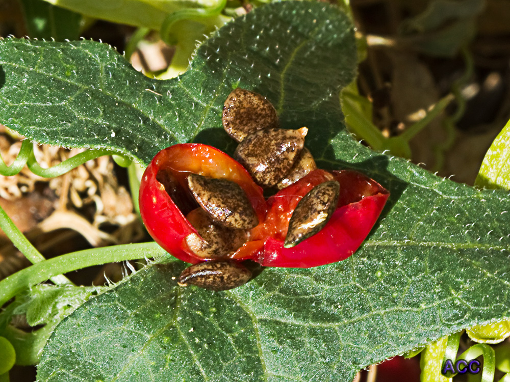Nueza (Bryonia dioica)