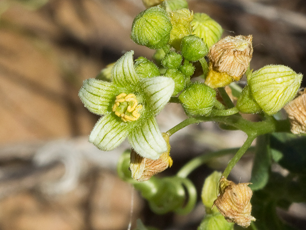 Nueza (Bryonia dioica)