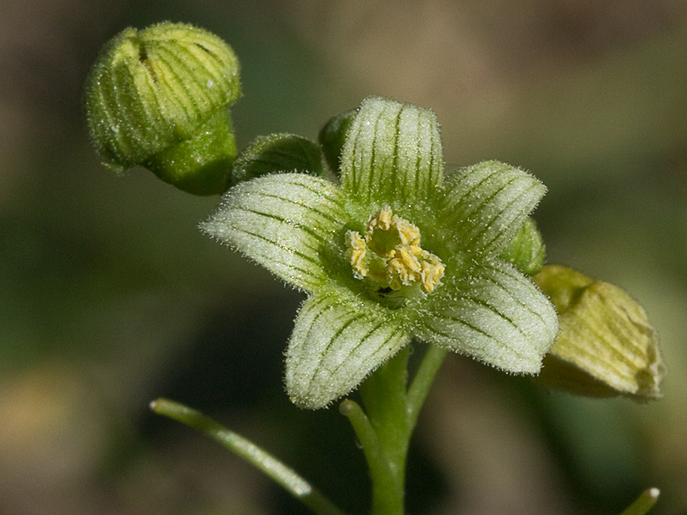 Nueza (Bryonia dioica)