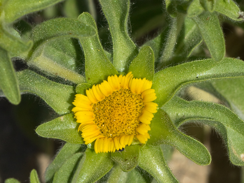Flor de ojo de buey (Asteriscus aquaticus)