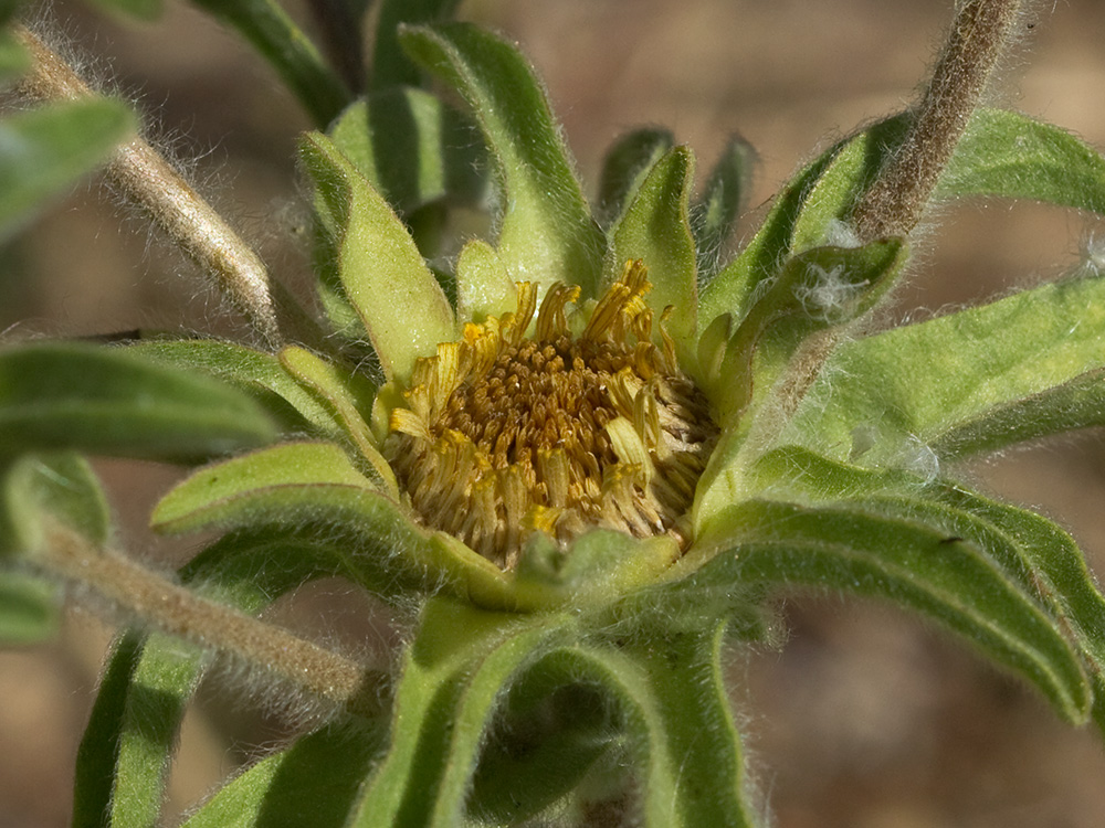 Flor de ojo de buey (Asteriscus aquaticus)