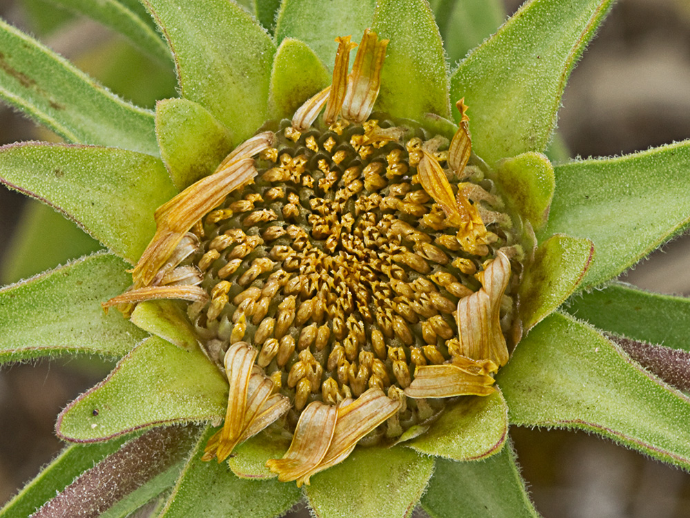Flor de ojo de buey (Asteriscus aquaticus)