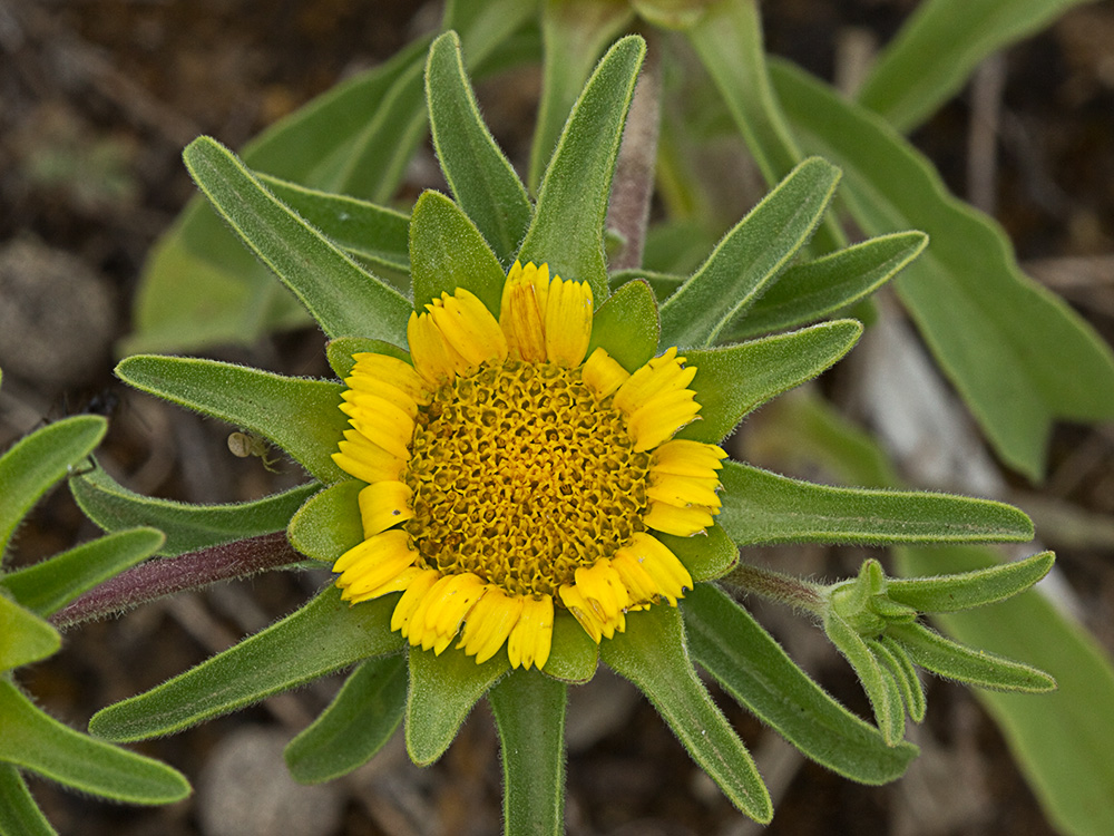 Flor de ojo de buey (Asteriscus aquaticus)