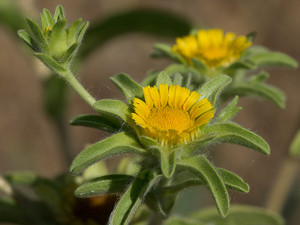 Flor de ojo de buey (Asteriscus aquaticus)