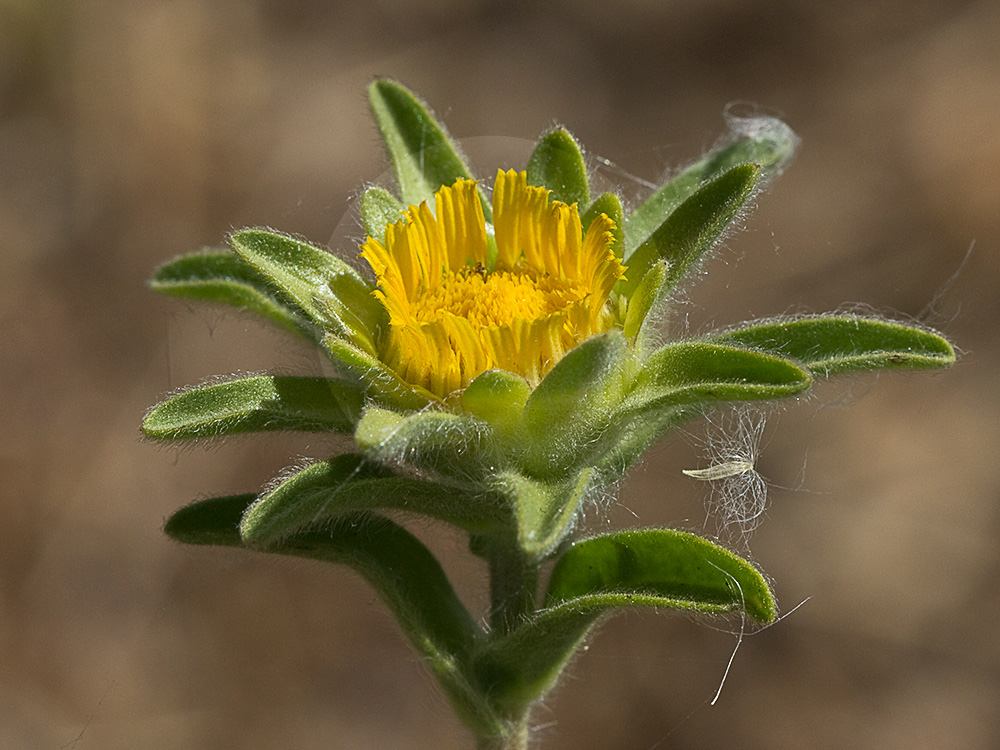 Flor de ojo de buey (Asteriscus aquaticus)