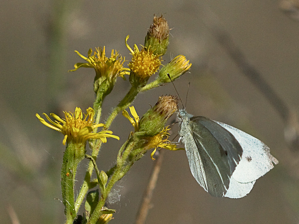 Olivarda (Dittrichia viscosa)