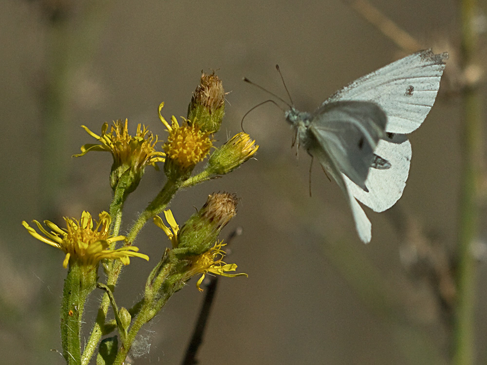 Olivarda (Dittrichia viscosa)