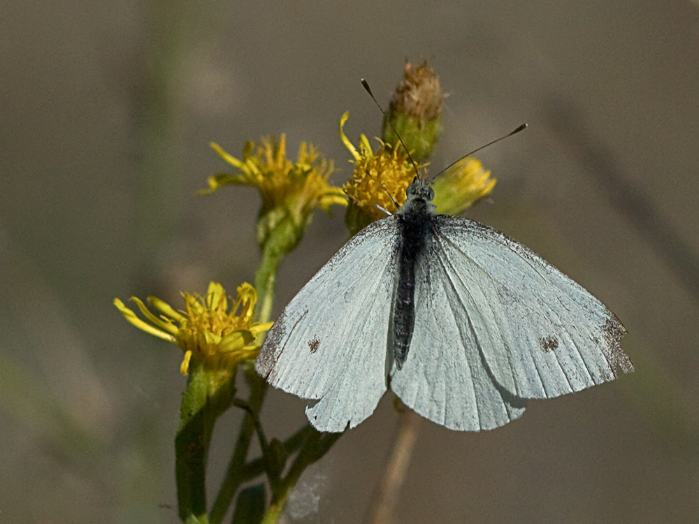Olivarda (Dittrichia viscosa)