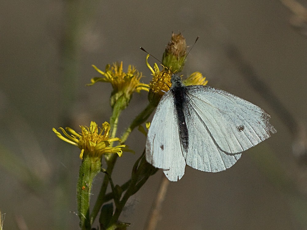 Olivarda (Dittrichia viscosa)