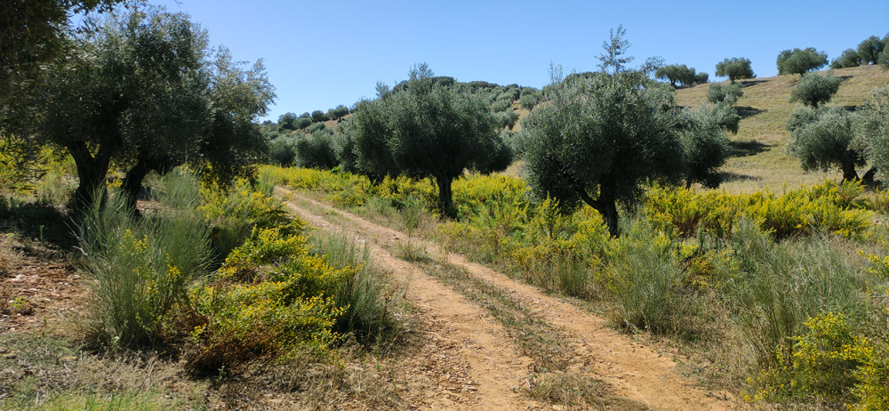 Olivarda (Dittrichia viscosa)