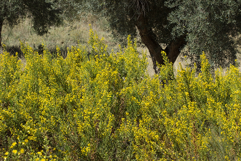 Olivarda (Dittrichia viscosa)