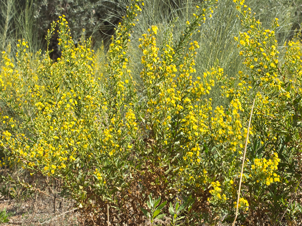 Olivarda (Dittrichia viscosa)