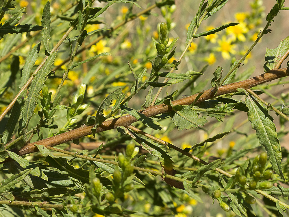 Olivarda (Dittrichia viscosa)