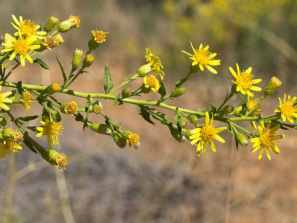 Olivarda (Dittrichia viscosa)