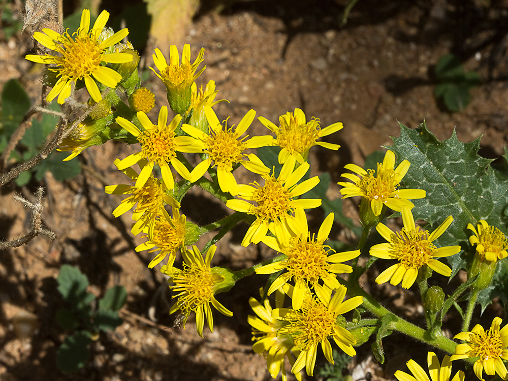 Olivarda (Dittrichia viscosa)