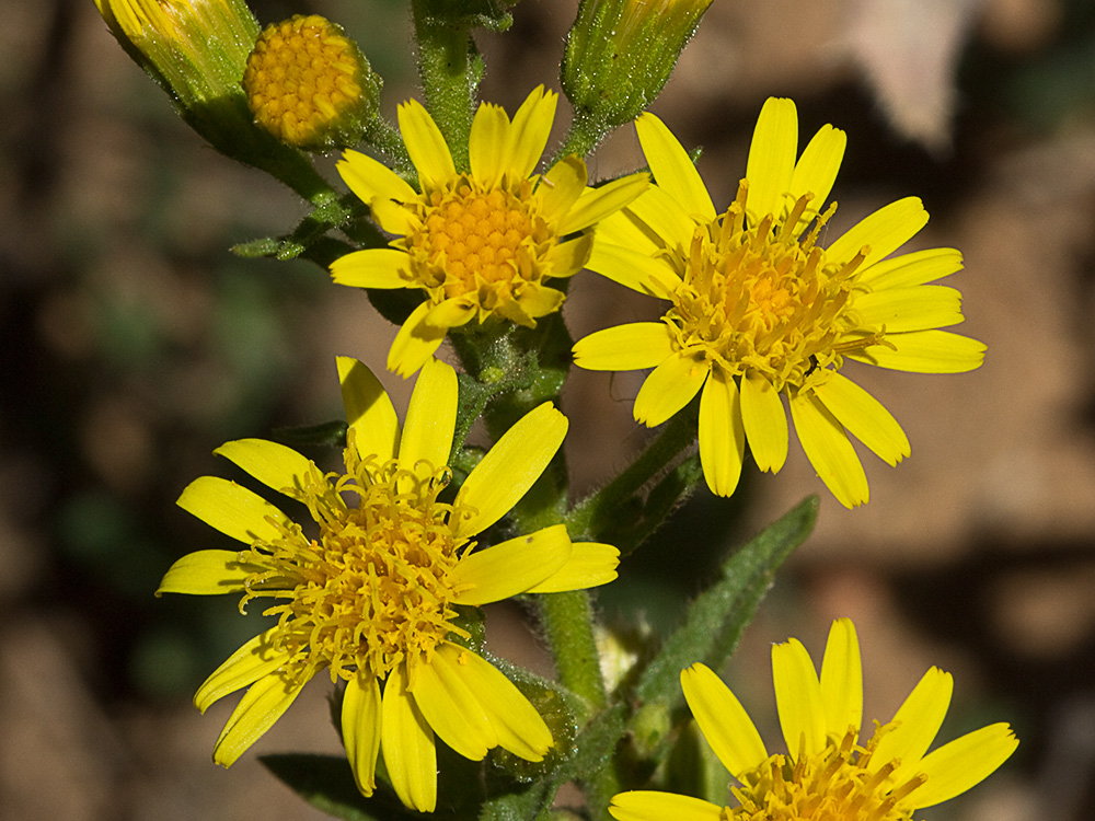 Olivarda (Dittrichia viscosa)