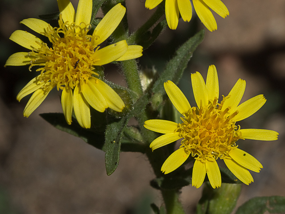 Olivarda (Dittrichia viscosa)