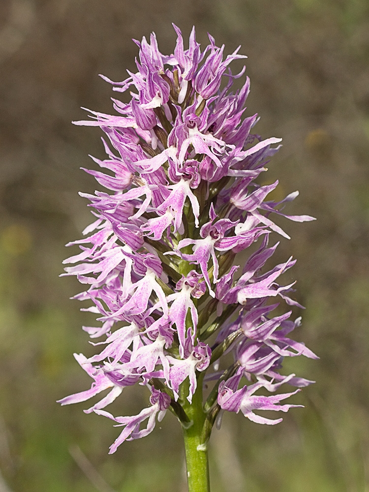 Flor del hombre desnudo (Orchis italica)