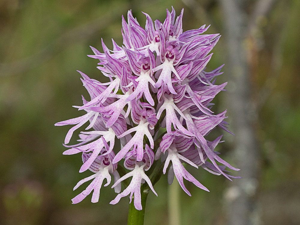 Flor del hombre desnudo (Orchis italica)