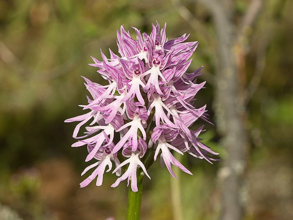Flor del hombre desnudo (Orchis italica)