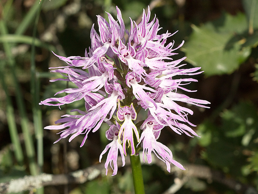Flor del hombre desnudo (Orchis italica)