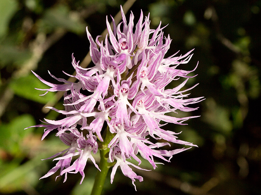 Flor del hombre desnudo (Orchis italica)
