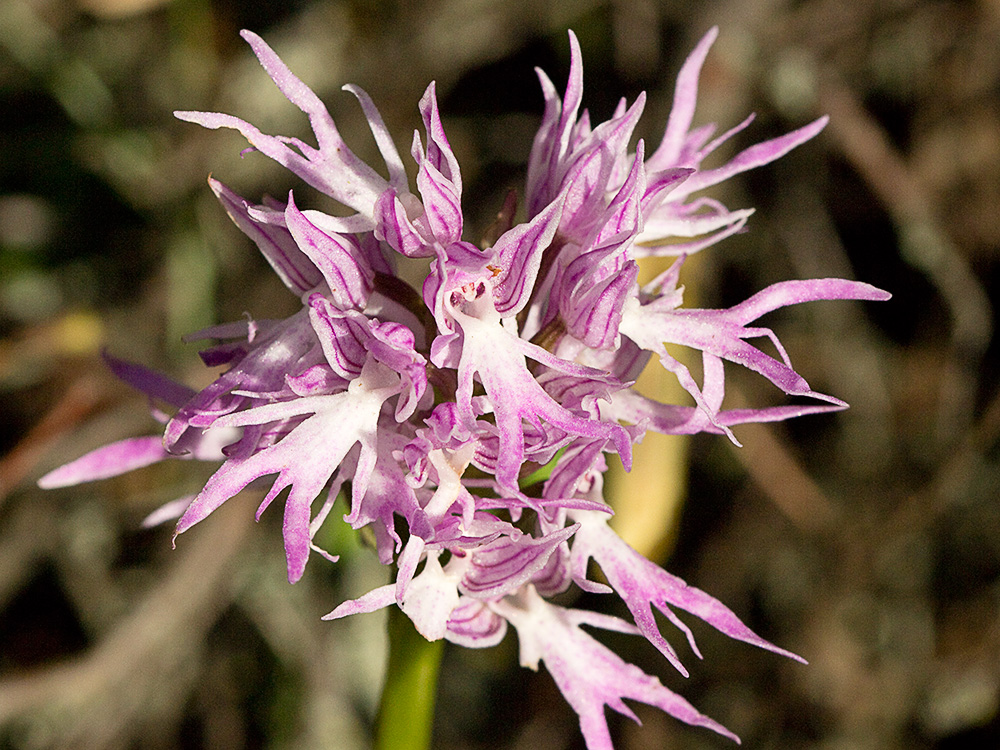 Flor del hombre desnudo (Orchis italica)