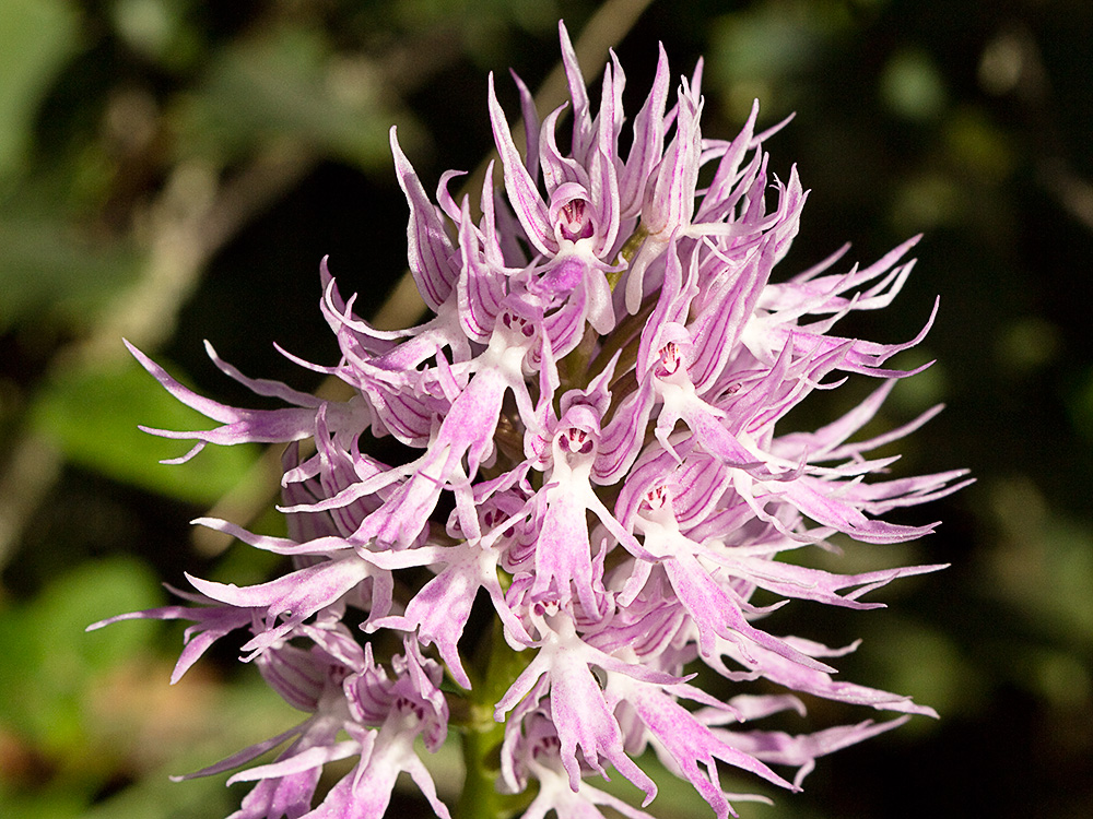 Flor del hombre desnudo (Orchis italica)
