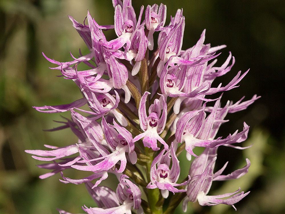 Flor del hombre desnudo (Orchis italica)