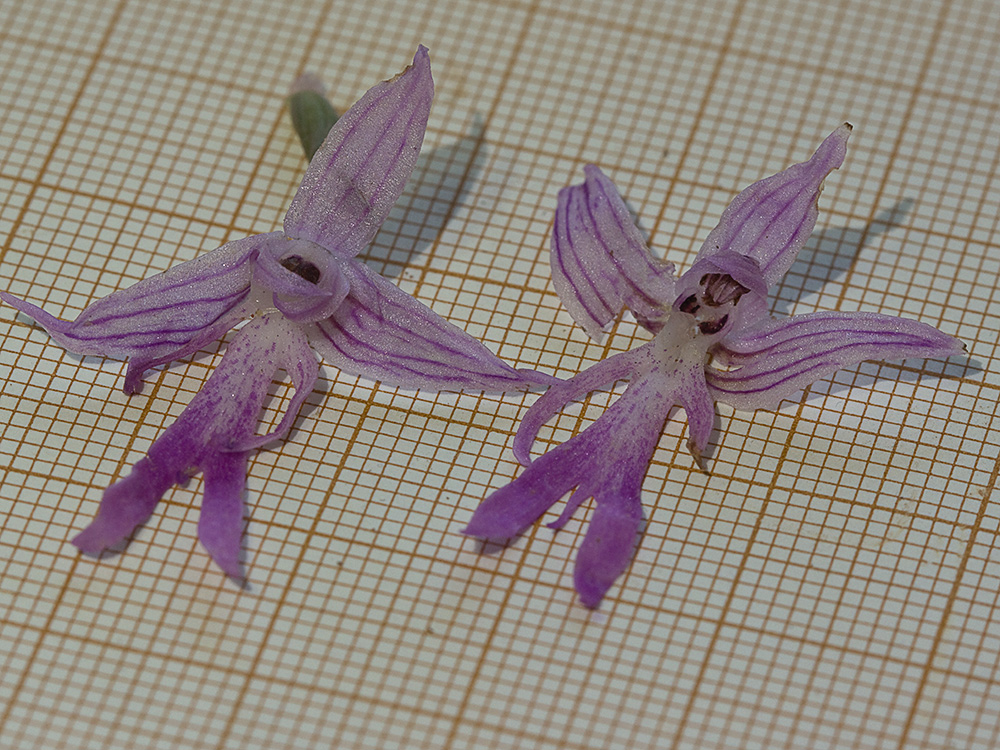 Labelos de la Flor del hombre desnudo (Orchis italica)