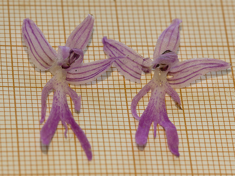 Labelos de la Flor del hombre desnudo (Orchis italica))