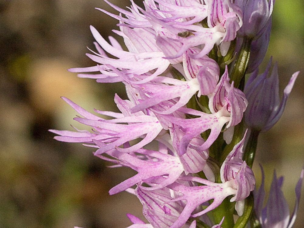 Flor del hombre desnudo (Orchis italica)