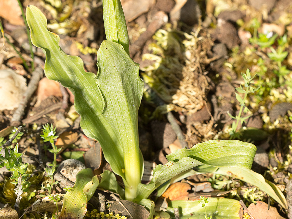 Flor del hombre desnudo (Orchis italica)